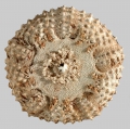 Echinodermata (echinoderms)