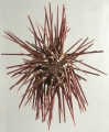 Echinodermata (echinoderms)