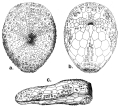 Echinodermata (echinoderms)