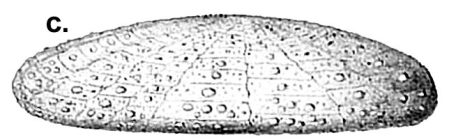 Argopatagus vitreus (lateral)