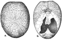 Argopatagus vitreus (aboral + oral)