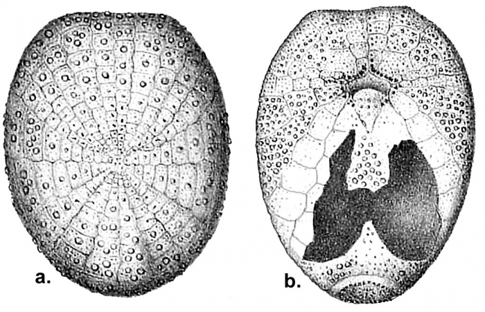 Argopatagus vitreus (aboral + oral)