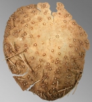 Argopatagus vitreus (aboral side, fragment)