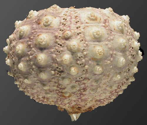 Aspidodiadema arcitum (lateral)