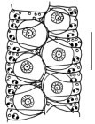 Aspidodiadema nicobaricum (ambulacral plates)