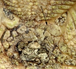 Asthenosoma ijimai (apical system)