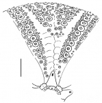 Astropyga pulvinata (interambulacrum)