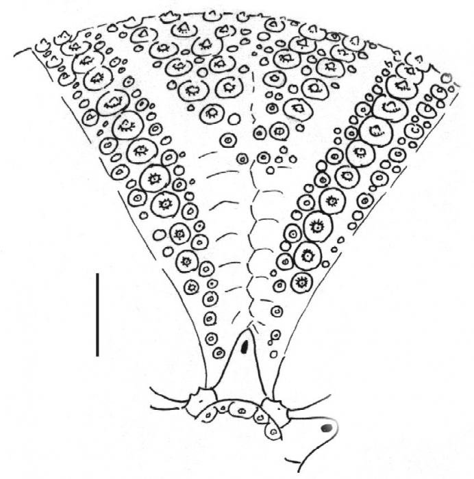 Astropyga pulvinata (interambulacrum)