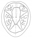 Breynia australasiae (aboral)