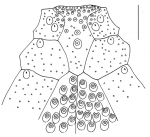 Breynia australasiae (labrum + adjacent plates)