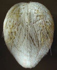 Breynia elegans (aboral)