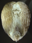 Breynia elegans (oral)