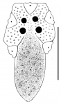 Breynia elegans (apical)