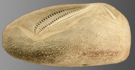 Brisaster latifrons (lateral)