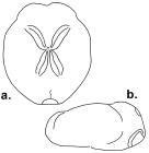 Brissopsis bengalensis (aboral + lateral)