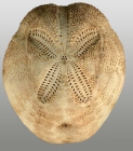 Brissopsis columbaris (aboral)