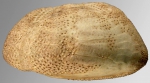 Brissopsis columbaris (lateral)