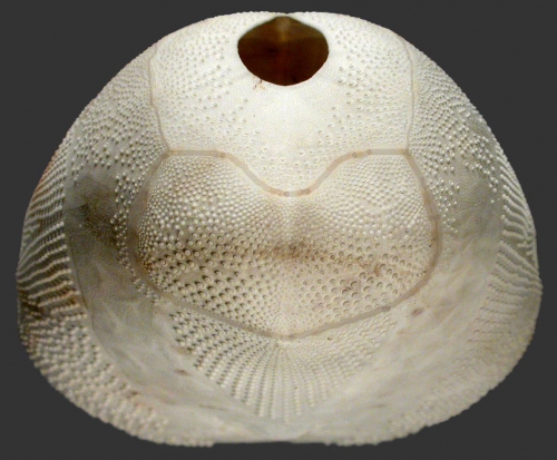 Brissopsis cf. luzonica (oblique view)