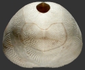 Echinodermata (echinoderms)