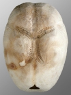 Brissopsis cf. luzonica (aboral)