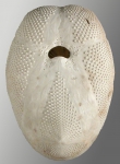 Brissopsis cf. luzonica (oral)