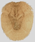 Brissopsis luzonica (aboral)