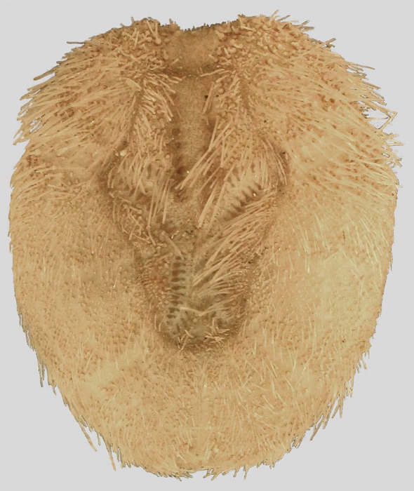 Brissopsis luzonica (aboral)