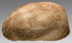 Brissopsis micropetala (lateral)