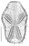 Brissopsis obliqua (aboral)