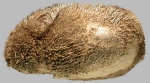 Brissopsis pacifica (lateral)