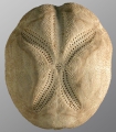 Echinodermata (echinoderms)