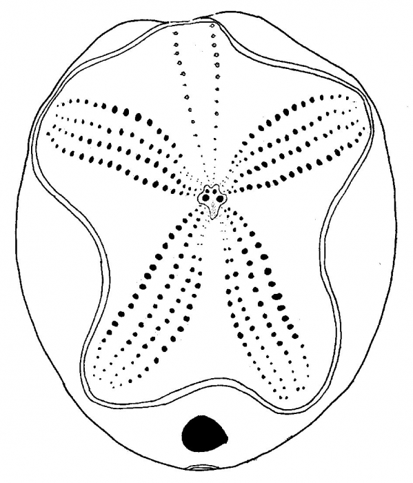 Brissopsis pacifica (aboral)
