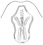 Brissopsis parallela (petaloid area)