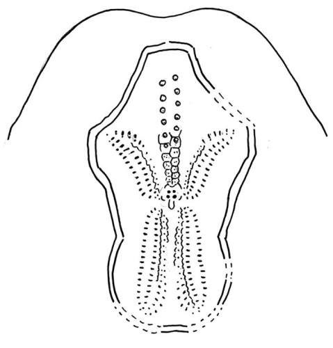 Brissopsis parallela (petaloid area)