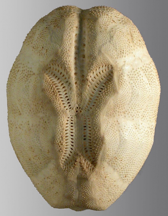 Brissopsis similis (aboral)