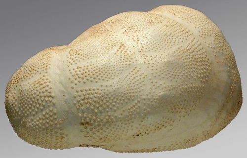 Brissopsis similis (lateral)