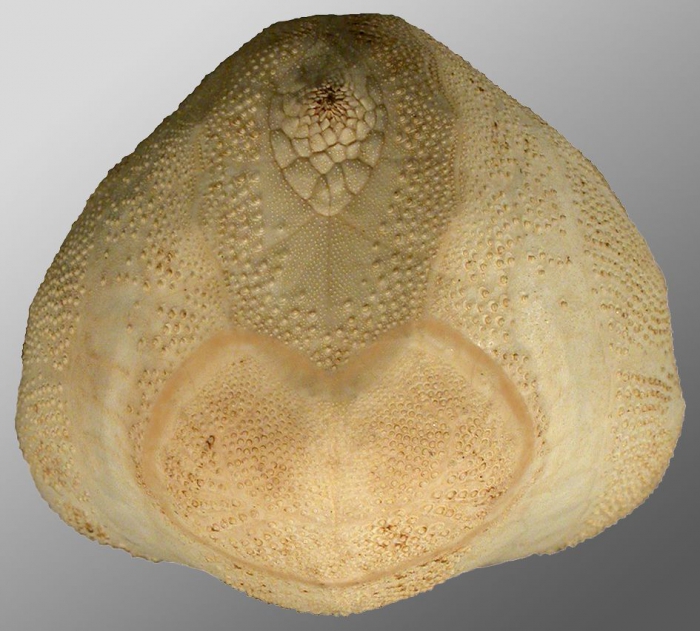 Brissopsis similis (posterior)