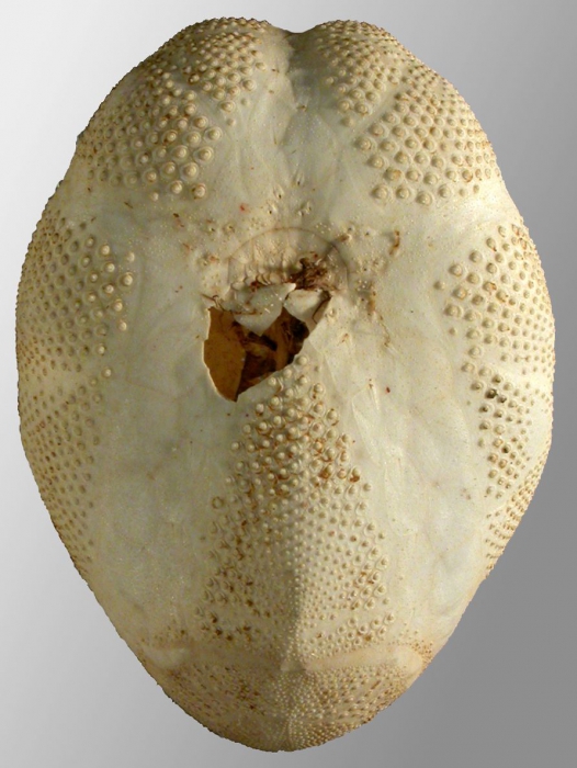 Brissopsis similis (oral)