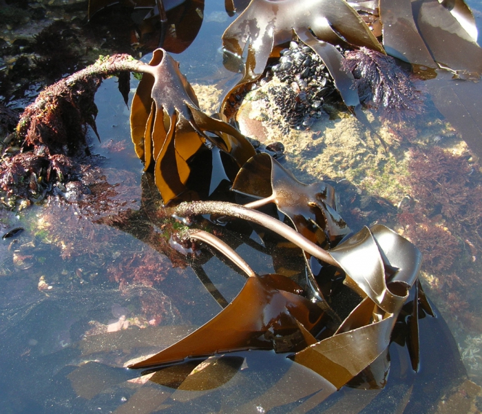 Laminaria hyperborea