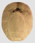 Brissus agassizii (oral)