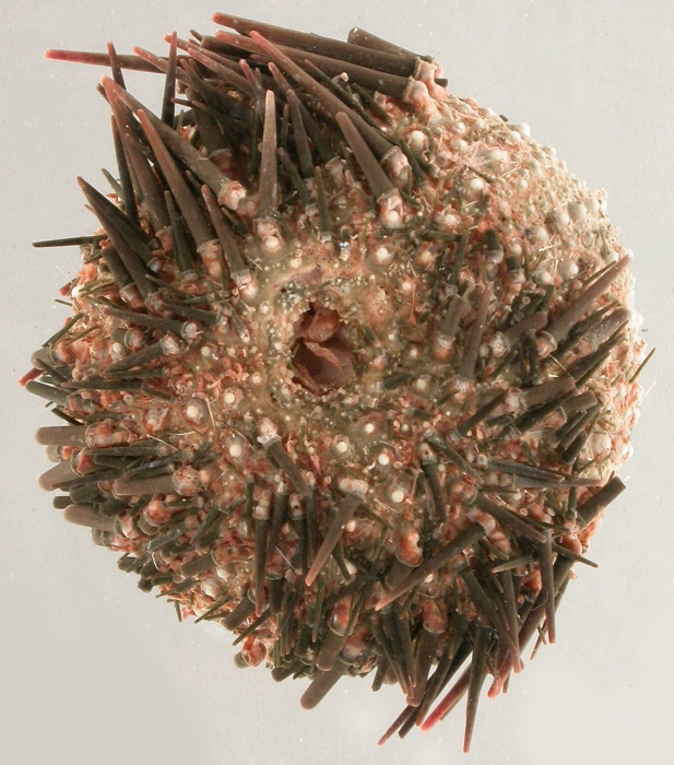 Caenocentrotus gibbosus (aboral) Caenocentrotus gibbosus (aboral)