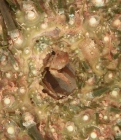Caenocentrotus gibbosus (apical)