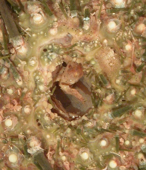 Caenocentrotus gibbosus (apical) Caenocentrotus gibbosus (apical)