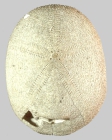 Cassidulus caribaearum (aboral)