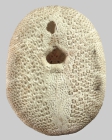 Cassidulus caribaearum (oral)