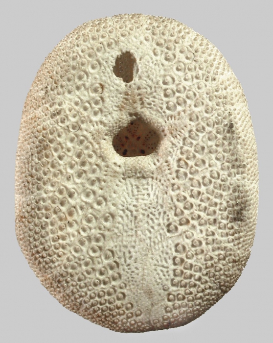 Cassidulus caribaearum (oral)