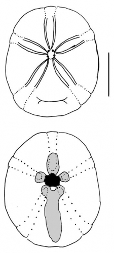 Cassidulus caribaearum (aboral)