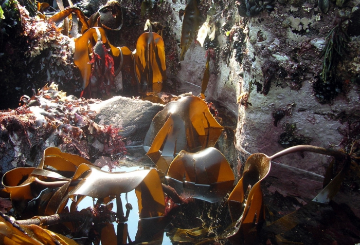 Laminaria hyperborea