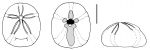 Cassidulus infidus (aboral + oral + lateral)