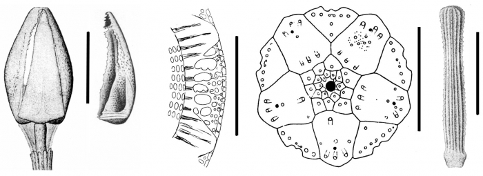 Centrocidaris doederleini (pedicellariae)
